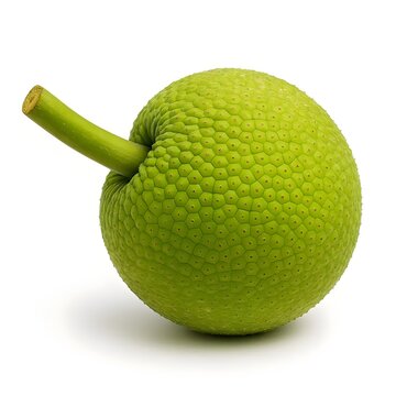 Whole Green Breadfruit with Stem Isolated on White Background - Fresh Exotic Artocarpus Altilis Studio Shot