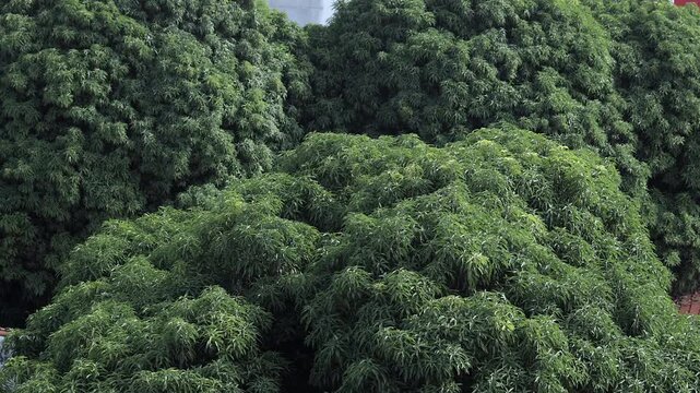 They have an intense green, thick foliage that gives the feeling of healthy and tropical trees.