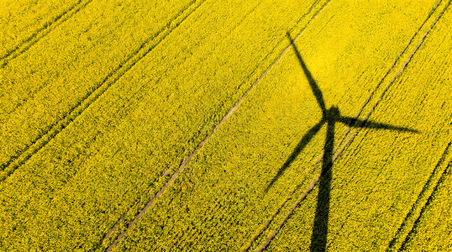 High angle view of wind turbine shadow on vibrant yellow flower field