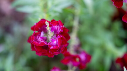 Fototapeta premium snapdragon flower