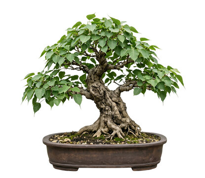 Bonsai isolated bo tree