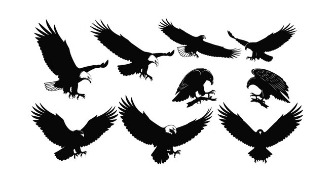 Eagle silhouette set, vector illustration of various poses of a majestic bird of prey, powerful hunter.