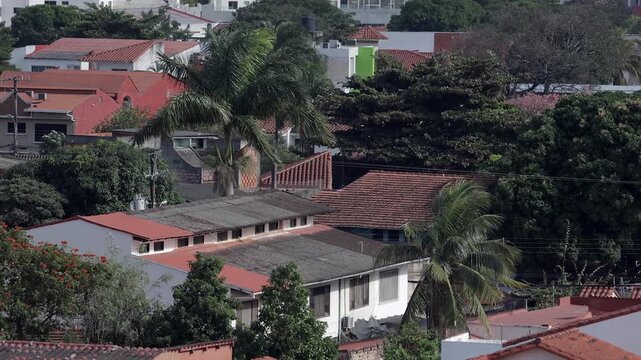 On a sunny day, there are rooftops of houses surrounded by trees of different kinds in a tropical place. The wind blows and the vegetation moves gently because of it