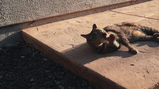 Domestic cat relaxes and grooms in the sun