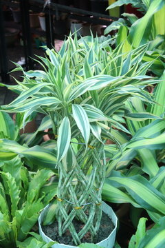 Lucky Bamboo, Dracaena sanderiana Braided Tower plant on pot