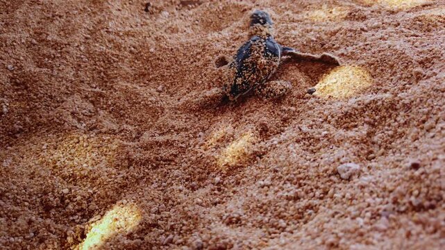 Close up follow shot of baby sea turtle hatchling crawling through golden beach sand in El Faro de Bucer&iacute;as, Michoac&aacute;n.