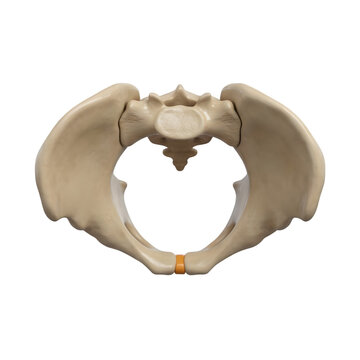 Anatomical Model of the Human Pelvis