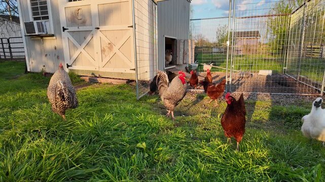 Chickens foraging on grass near a coop, representing farm life and animal husbandry