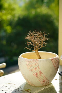 A dried-up sapling elm in a bonsai pot