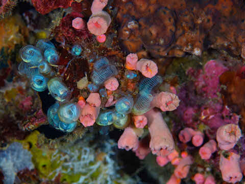 Colorful Tunicates and Corals on a Philippine Reef in Anilao