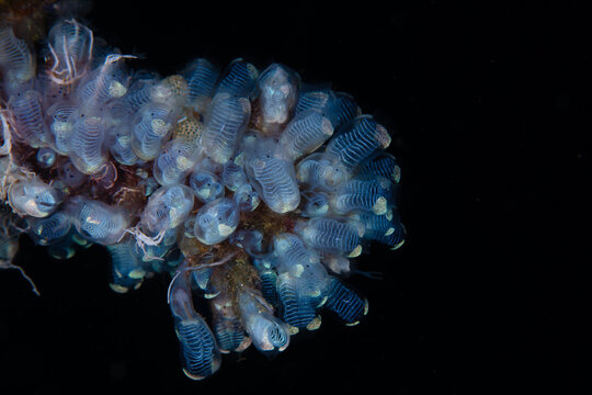 Close up of powdered tunicate colony on dark underwater background in Anilao Philippines