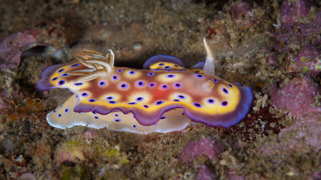 Colorful Goniobranchus kuniei nudibranch crawling over rocky reef in Anilao Philippines