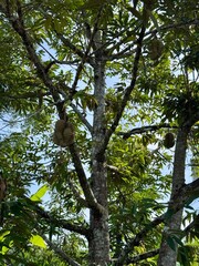 Fototapeta premium Fresh Mon Thong Durian, the King of Fruits hanging on tree branch in tropical orchard