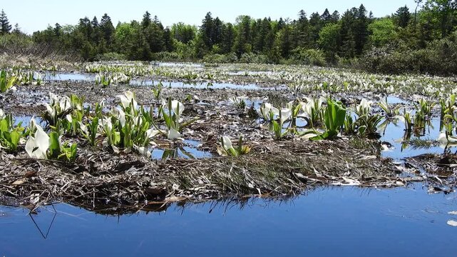 【4K】早春の八甲田山麓に咲くミズバショウの群生：雪解けの湿原を彩る水芭蕉。青森の美しい高原の自然映像素材　[4K] Wild Asian Skunk Cabbage (Lysichiton camtschatcensis) Blooming in Early Spring: Hakkoda Wetland, Aomori Japan 撮影日：20260601-1

