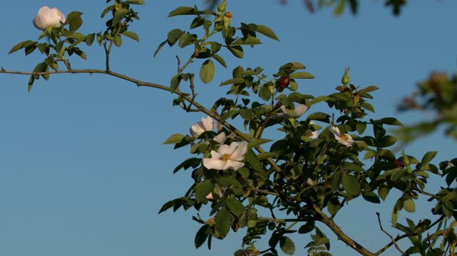 White Wild Roses Blooming on a Branch Against a Clear Blue Sky