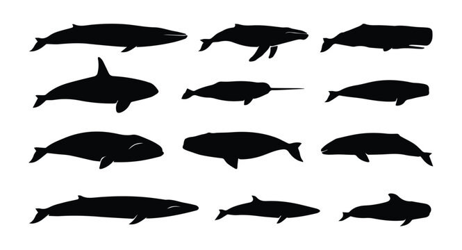 Whale types set icon Silhouette Vector black design on a white background