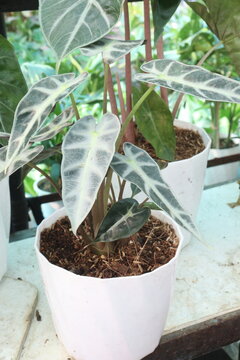 Alocasia Bambino plant on nursery for sell are cash crop