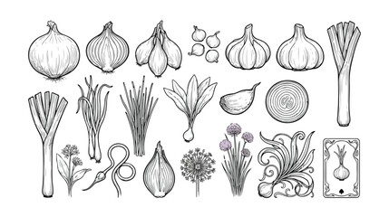 Vintage onion and garlic hand drawn vector set, botanical line art vegetable illustrations, engraved style kitchen herbs and leeks © Ahmad