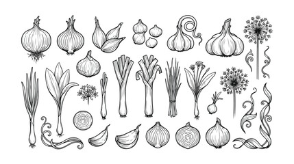 Vintage onion and garlic hand drawn vector set, botanical vegetable line art illustrations, rustic kitchen garden herb sketches for menu design © Ahmad