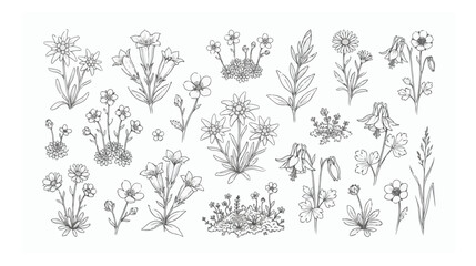 Vintage alpine wildflower line art collection, hand drawn botanical sketches of mountain flora, black and white floral vector set for wedding invitations © Ahmad
