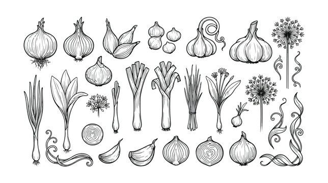 Vintage onion and garlic hand drawn vector set, botanical vegetable line art illustrations, rustic kitchen garden herb sketches for menu design
