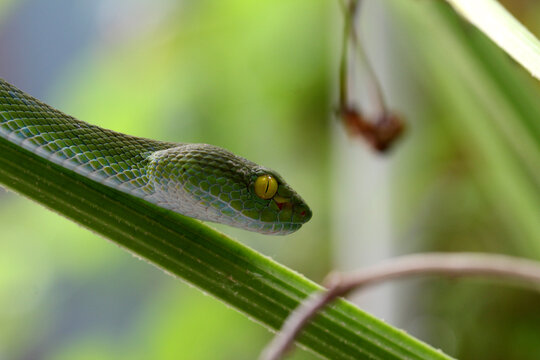 Side view of a green pit viper snake slithering along a plant stem in nature background.
