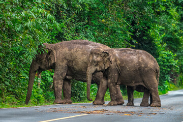 Fototapeta premium Its body is gray, its snout is called the trunk. The trunk of the Asian elephant has only one beak. Nakhon Ratchasima, Thailand.
