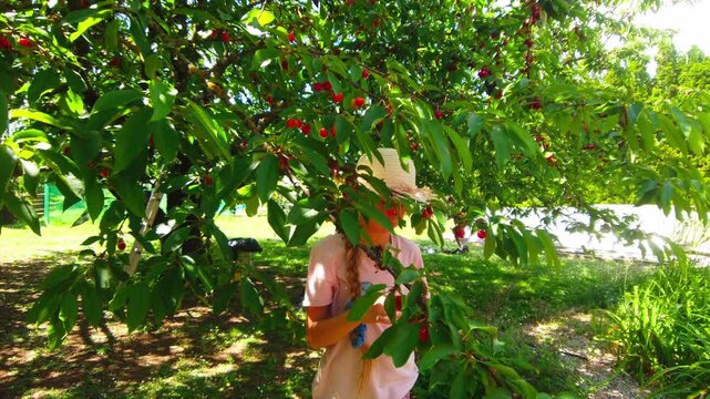 Outdoor handheld medium shot captures a young girl wearing a straw hat as she reaches into dense green foliage to pick ripe red fruit from a cherry tree branch in a sunny backyard garden orchard.