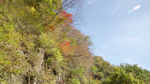 紅葉の名所 秋の鳴子峡の風景　Autumn scenery of Naruko Gorge, a famous spot for autumn foliage.