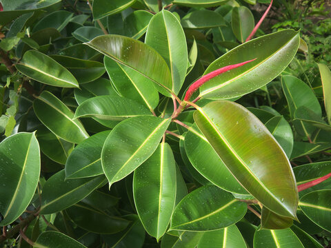 Fresh Water Drops on Ficus Elastica Rubber Plant Leaf 