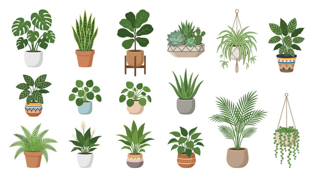 Collection of Various Potted Houseplants.