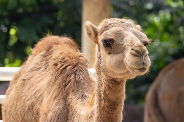 Fototapeta premium Dromedary camel portrait, serene and curious gaze, natural habitat backdrop