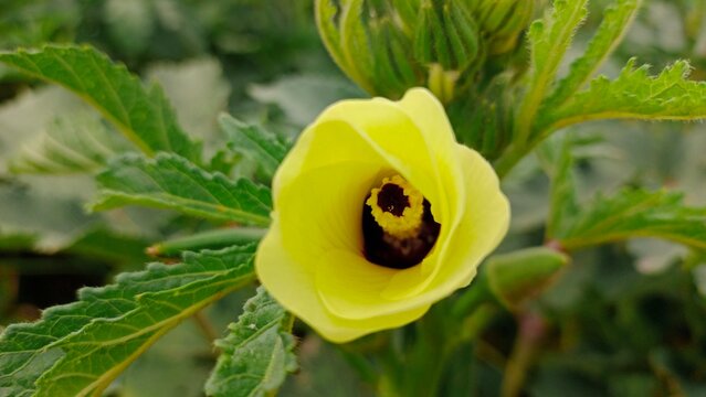 Fresh okra  flower growing on agricultural plant