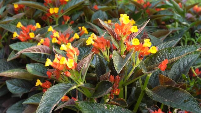 Cluster of Bright Orange and Yellow Sunset Bells Flowers with Green Leaves
