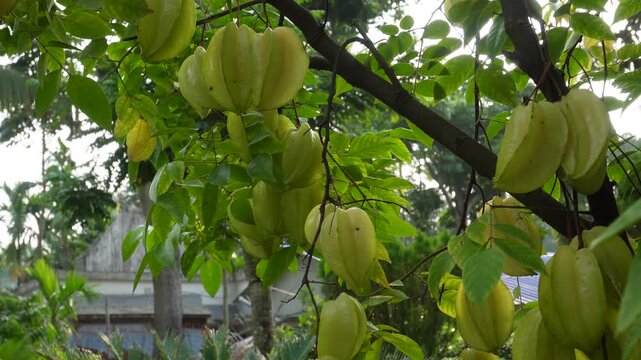 Yellow Star Fruits Hanging on Tropical Tree