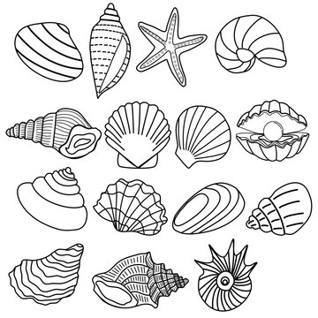 Line art shell collection 
