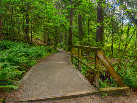 Lush green Spring fern by wooden footbridge on a BC urban forest trail