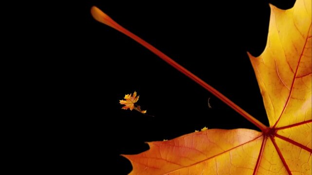 4K Autumn leaves Fast transition with Alpha Channel. Maple leaves Are Rotating, Twirling and Spinning. Golden and Red Foliage with Transparent Background. 5 Second Fall Leaf Overlay Transition