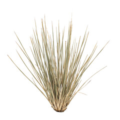 Obraz premium Spiky clump of dry ornamental grass with thin rigid blades and light tan color isolated on a white background, for architectural rendering