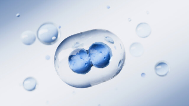 Transparent Two-Cell Embryo with Blue Nuclei Floating Among Water Droplets on Light Blue Background, 3d rendering