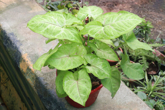 Arrowhead plants on farm for sell