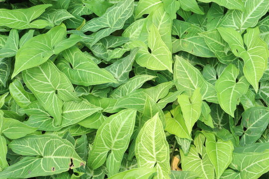 Arrowhead plants on farm for sell