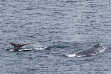 Obraz premium Humpback Whale's off Sydney Australia