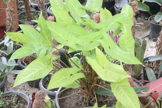 Arrowhead plants on farm for sell