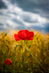Fototapeta premium eine einzelne Mohnblume vor einem Getreidefeld