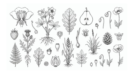 Vintage botanical line art collection, hand drawn floral and forest plant vector set, black and white wildflower and herb illustrations for branding © GEO