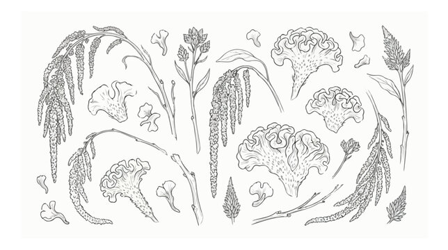 Vintage botanical celosia and amaranth line art collection, hand drawn floral sketches on white background, elegant garden plant vector set