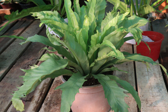Asplenium nidus and Bird nest fern leaf plant on pot in farm