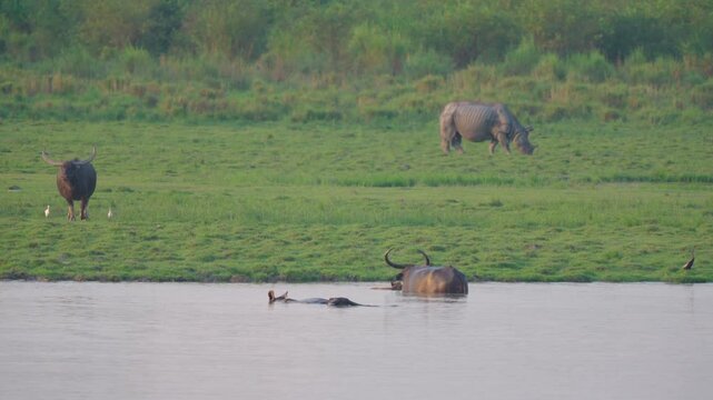 Wild water buffaloes bathe in a river while a rare Indian rhinoceros grazes on the grassy banks in Kaziranga, India.