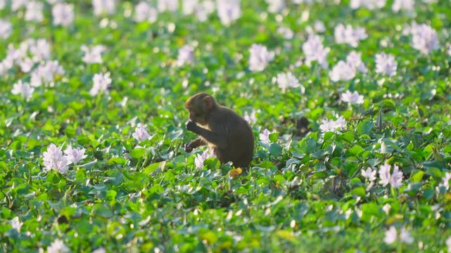 A small monkey sits amidst a lush green field of blooming water hyacinths in India, authentic wildlife scene.